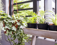 plants growing in an apartment window