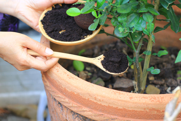putting coffee grounds in soil